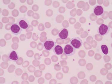 細胞分裂周期のインビボレベルにおける新たな知見