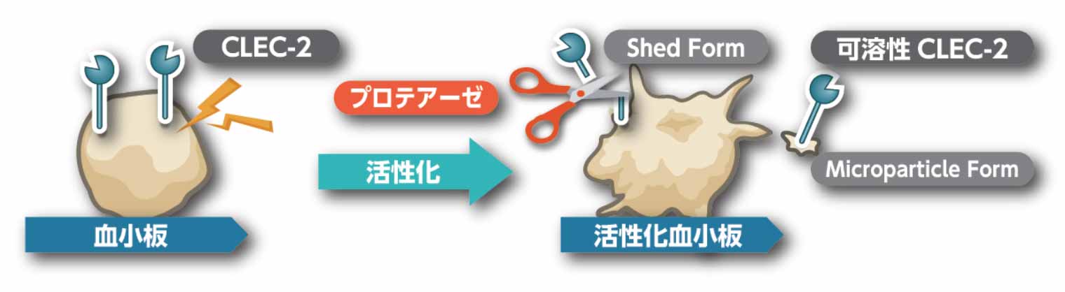 血小板活性化と可溶性 CLEC‐2（sCLEC‐2）
